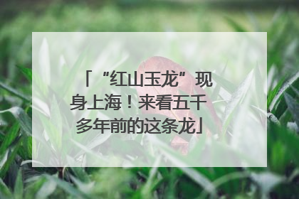 “红山玉龙”现身上海！来看五千多年前的这条龙