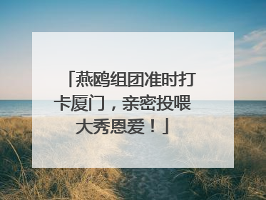 燕鸥组团准时打卡厦门，亲密投喂大秀恩爱！