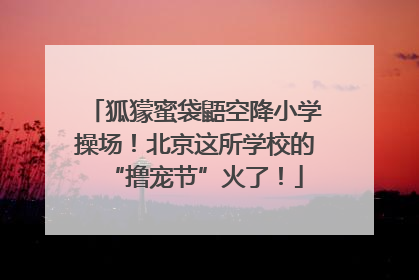 狐獴蜜袋鼯空降小学操场！北京这所学校的“撸宠节”火了！