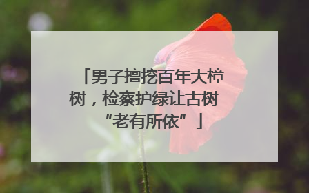 男子擅挖百年大樟树，检察护绿让古树“老有所依”