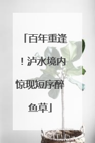 百年重逢！泸水境内惊现短序醉鱼草