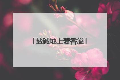 盐碱地上麦香溢