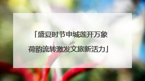 盛夏时节申城莲开万象 荷韵流转激发文旅新活力