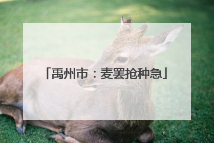 禹州市：麦罢抢种急