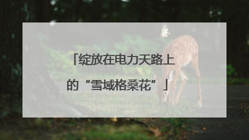绽放在电力天路上的“雪域格桑花”