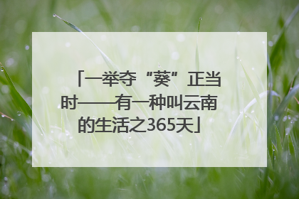 一举夺“葵”正当时——有一种叫云南的生活之365天