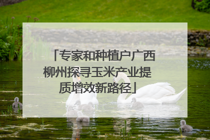 专家和种植户广西柳州探寻玉米产业提质增效新路径