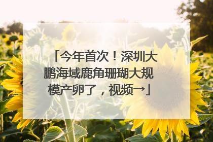 今年首次！深圳大鹏海域鹿角珊瑚大规模产卵了，视频→