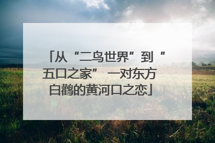 从“二鸟世界”到“五口之家” 一对东方白鹳的黄河口之恋