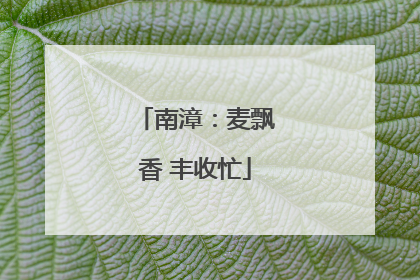 南漳：麦飘香 丰收忙