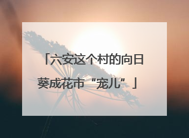 六安这个村的向日葵成花市“宠儿”
