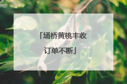 埇桥黄桃丰收 订单不断