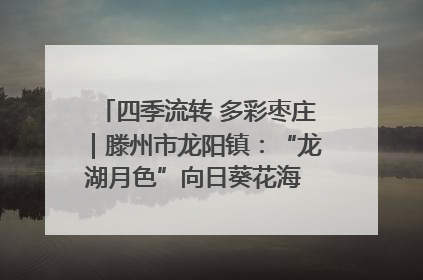 四季流转 多彩枣庄｜滕州市龙阳镇：“龙湖月色”向日葵花海 绘就乡村振兴新画卷