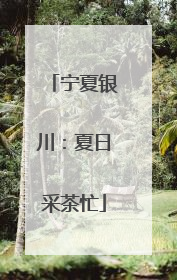 宁夏银川：夏日采茶忙