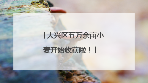 大兴区五万余亩小麦开始收获啦！