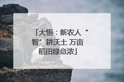 大悟：新农人“智”耕沃土 万亩稻田绿意浓