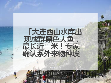 大连西山水库出现成群黑色大鱼，最长近一米！专家确认系外来物种埃及塘鲺