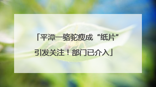 平潭一骆驼瘦成“纸片”引发关注！部门已介入