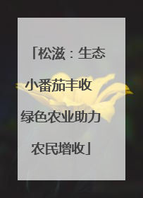 松滋：生态小番茄丰收 绿色农业助力农民增收
