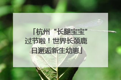 杭州“长腿宝宝”过节啦！世界长颈鹿日邂逅新生幼崽