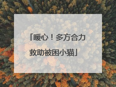 暖心！多方合力救助被困小猫