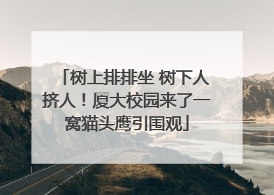 树上排排坐 树下人挤人！厦大校园来了一窝猫头鹰引围观