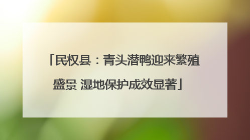 民权县：青头潜鸭迎来繁殖盛景 湿地保护成效显著
