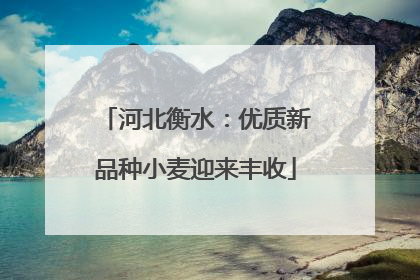 河北衡水：优质新品种小麦迎来丰收