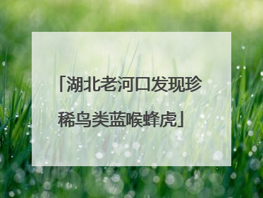 湖北老河口发现珍稀鸟类蓝喉蜂虎