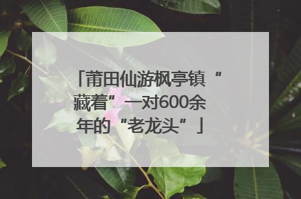莆田仙游枫亭镇“藏着”一对600余年的“老龙头”