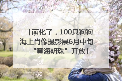 萌化了，100只狗狗海上肖像摄影展6月中旬“黄海明珠”开放