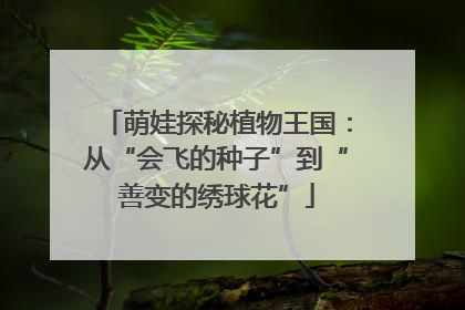 萌娃探秘植物王国：从“会飞的种子”到“善变的绣球花”