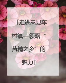 走进嵩县车村镇—领略“黄精之乡”的魅力