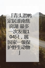 青头潜鸭定居淮南焦岗湖 最多一次发现104只，属国家一级保护野生动物