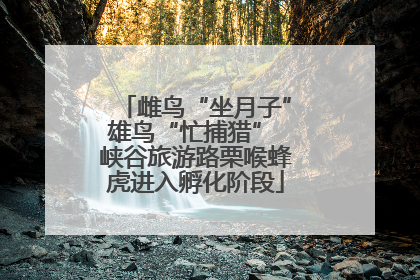 雌鸟“坐月子”雄鸟“忙捕猎” 峡谷旅游路栗喉蜂虎进入孵化阶段