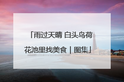 雨过天晴 白头鸟荷花池里找美食｜图集