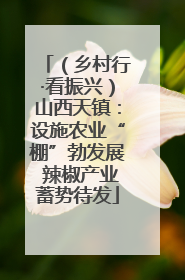 （乡村行·看振兴）山西天镇：设施农业“棚”勃发展 辣椒产业蓄势待发